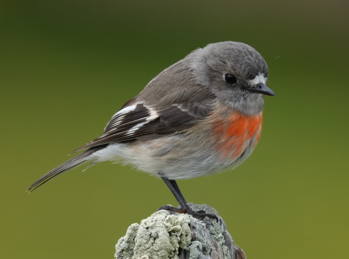 サンショクヒタキ - ML644283071