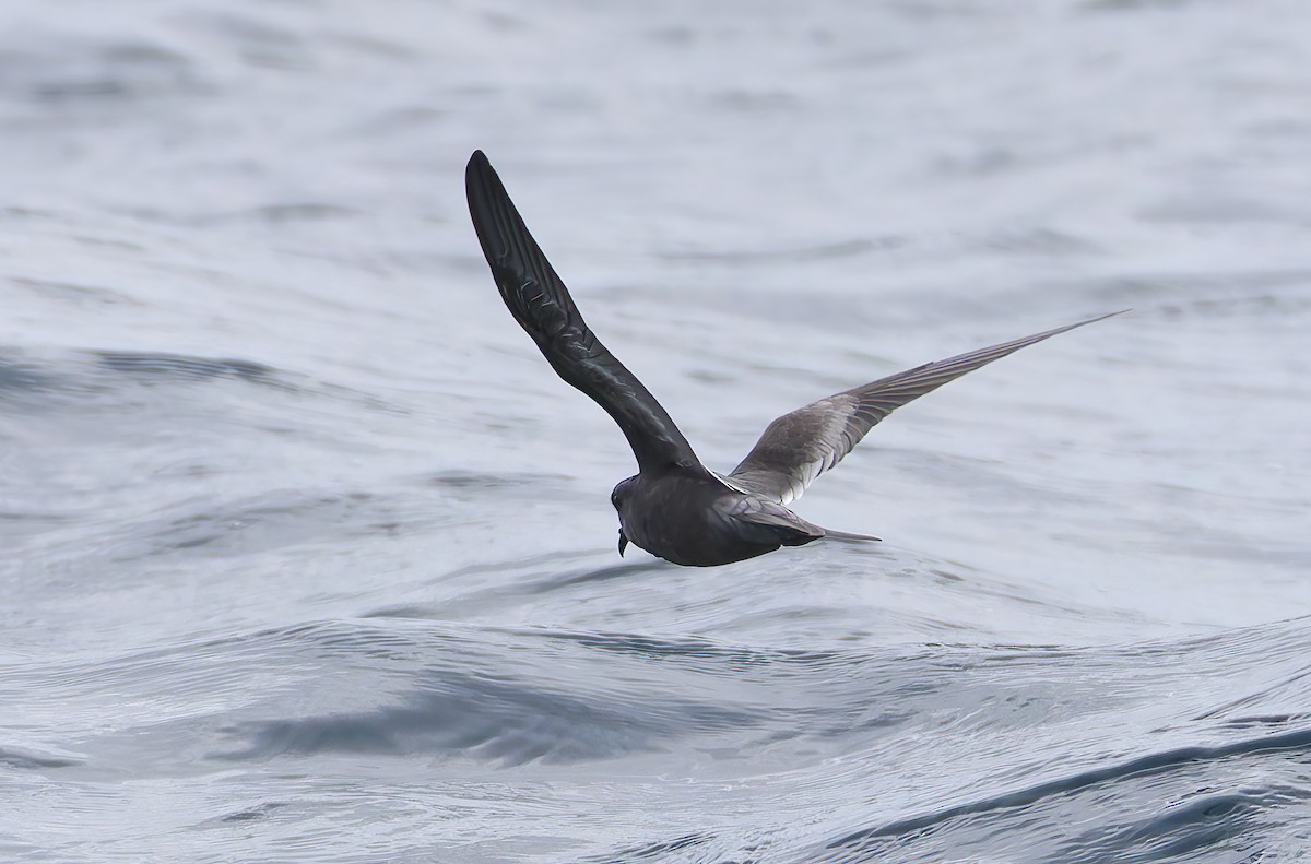 ススイロウミツバメ - ML644283075