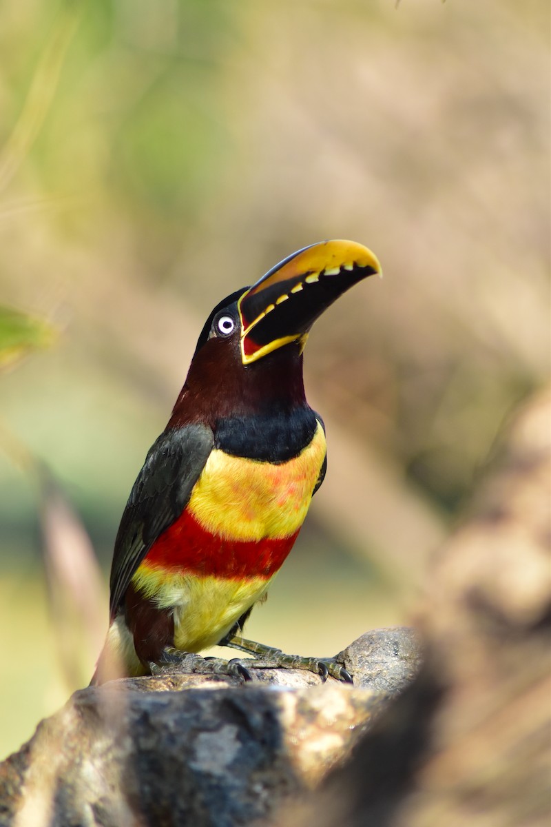 Braunohrarassari - ML644283078