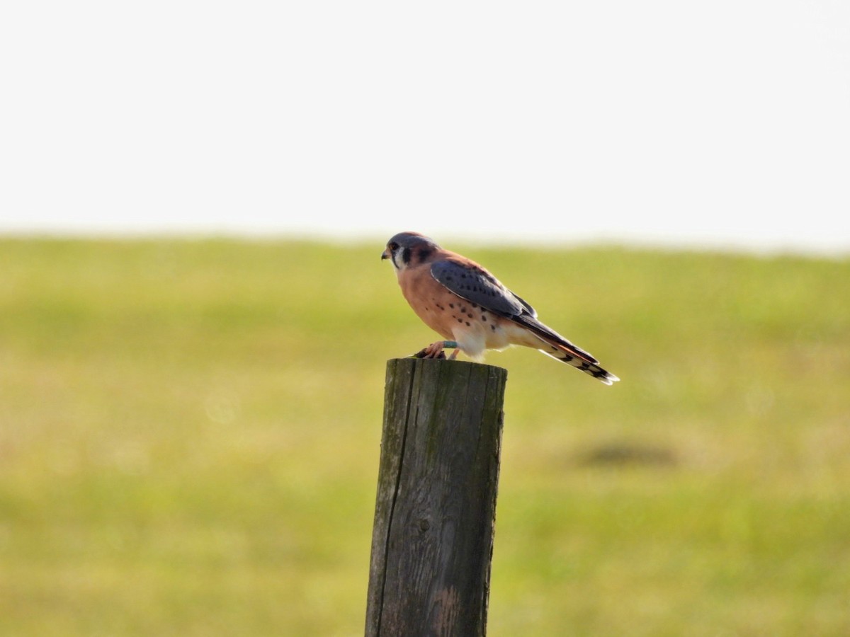 American Kestrel - ML644283080
