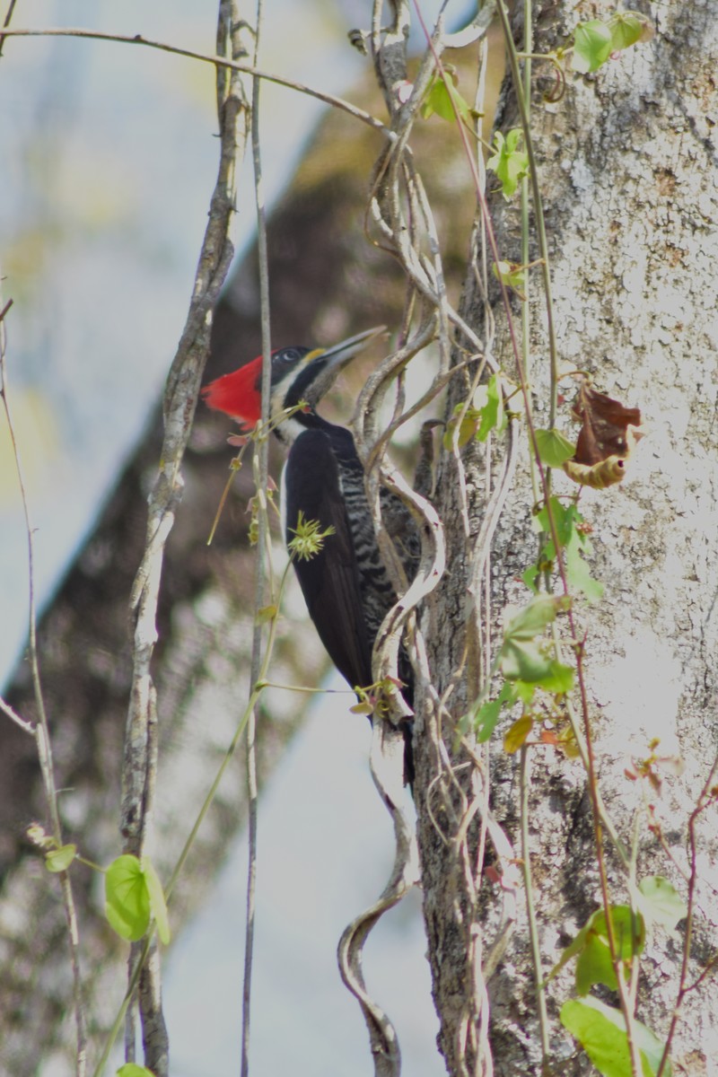 Lineated Woodpecker - ML644283083