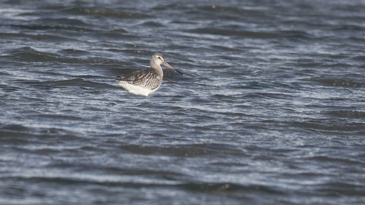 Хурган цууцал - ML644283084