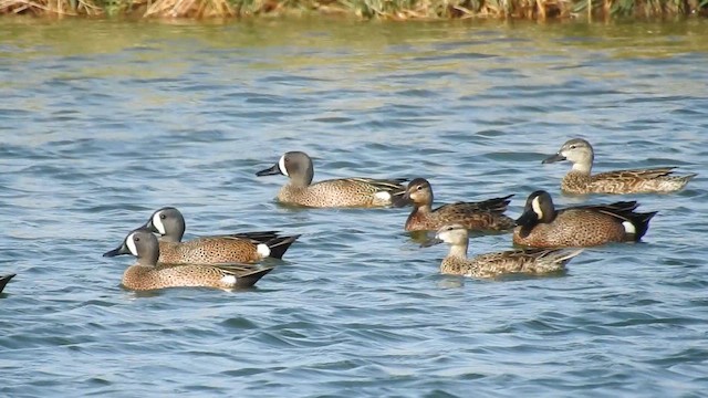 Blue-winged Teal - ML644283094