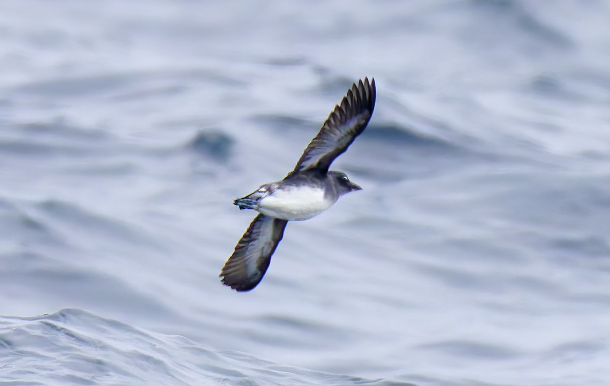 アメリカウミスズメ - ML644283102