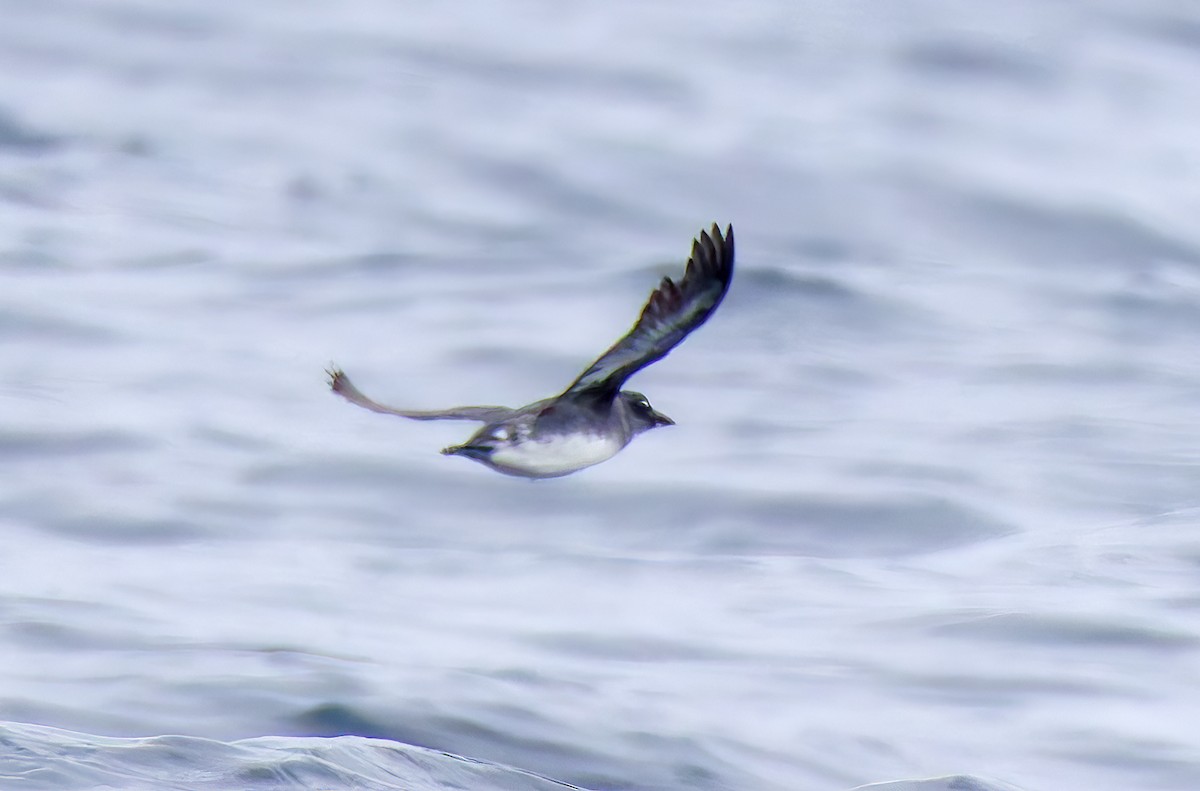 アメリカウミスズメ - ML644283103