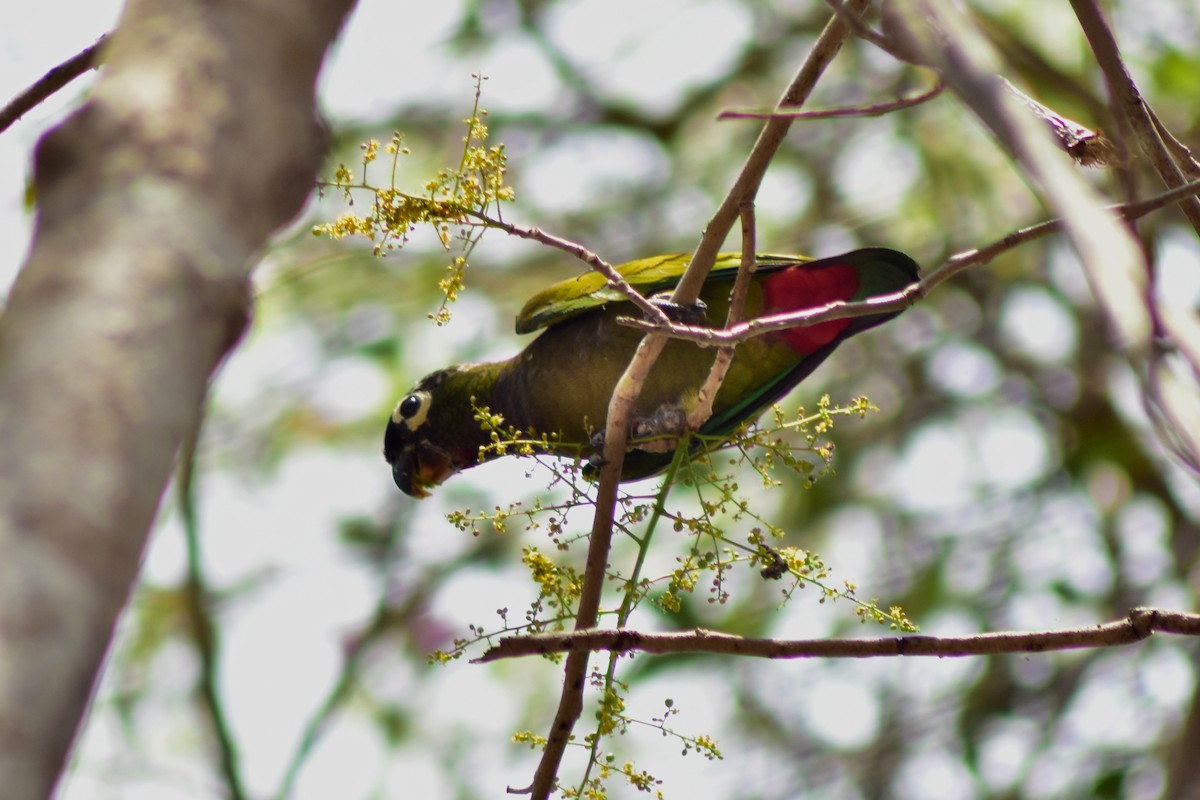Loro Choclero - ML644283107