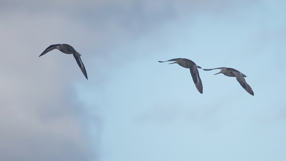 Hudsonian Godwit - ML644283111