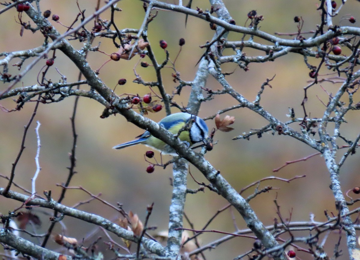 Eurasian Blue Tit - ML644283112