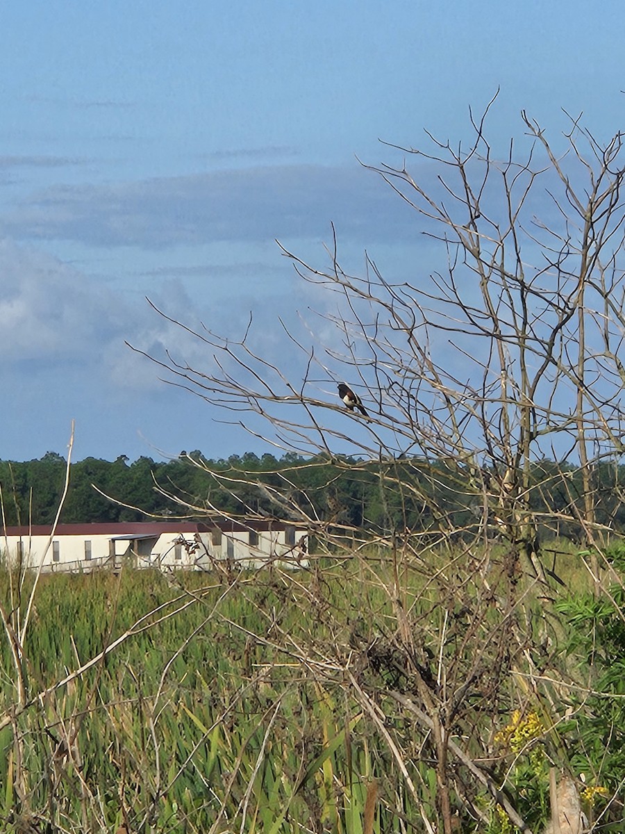 Eastern Towhee - ML644283116