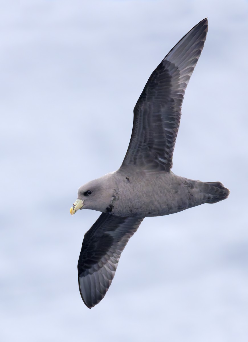 フルマカモメ - ML644283131