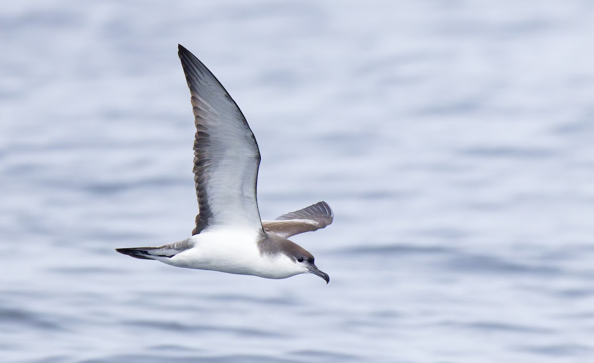 ミナミオナガミズナギドリ - ML644283135