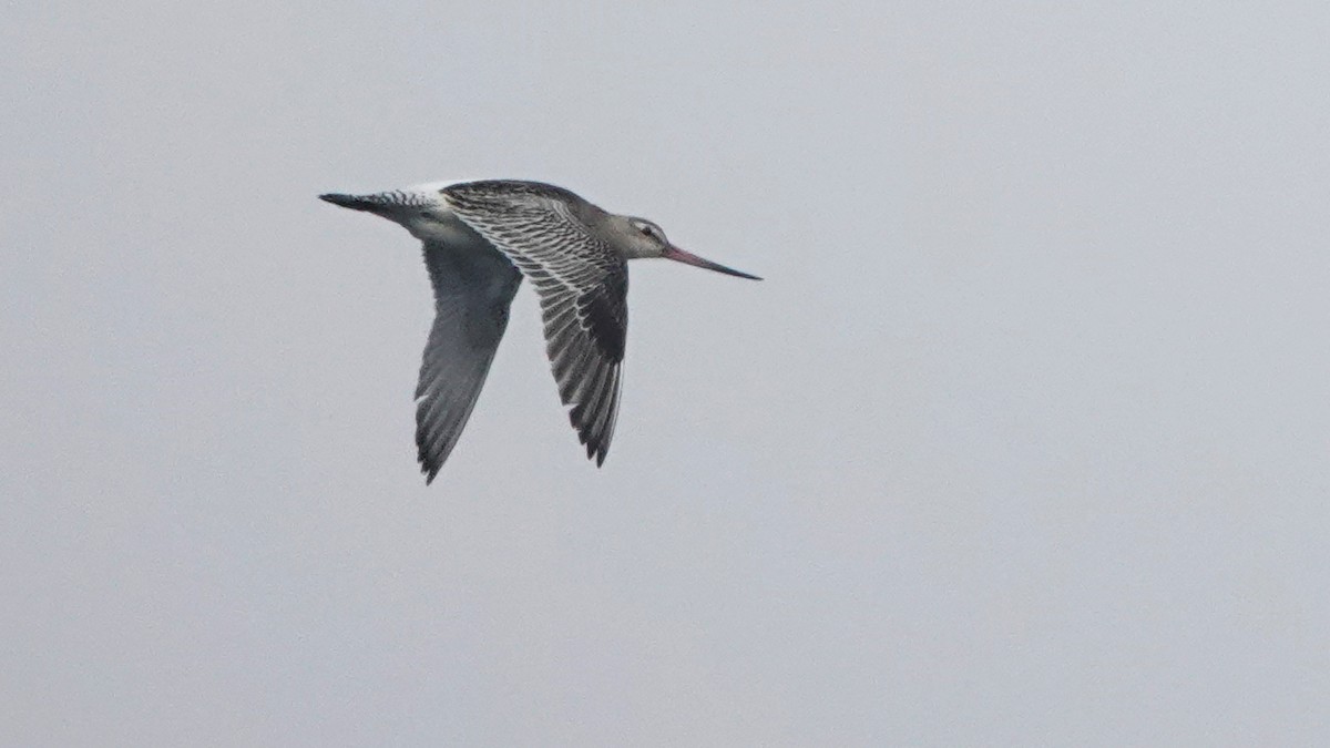 Хурган цууцал - ML644283137