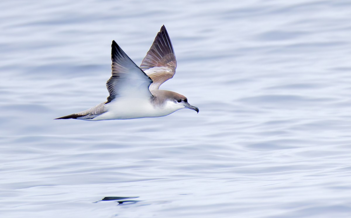 ミナミオナガミズナギドリ - ML644283139