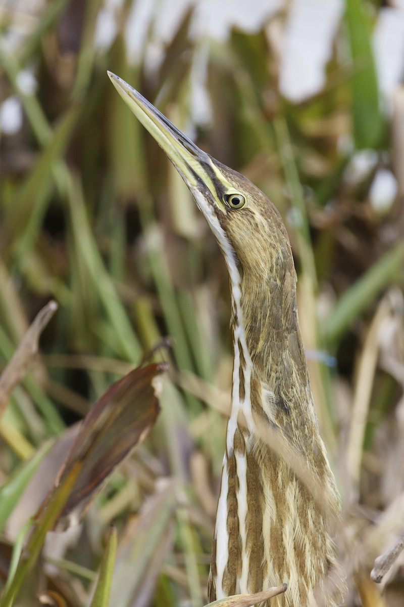 American Bittern - ML644283145