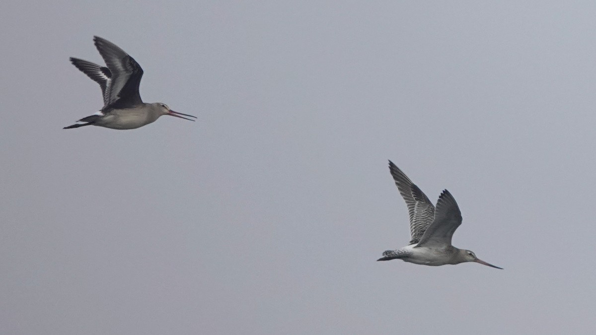 Хурган цууцал - ML644283147