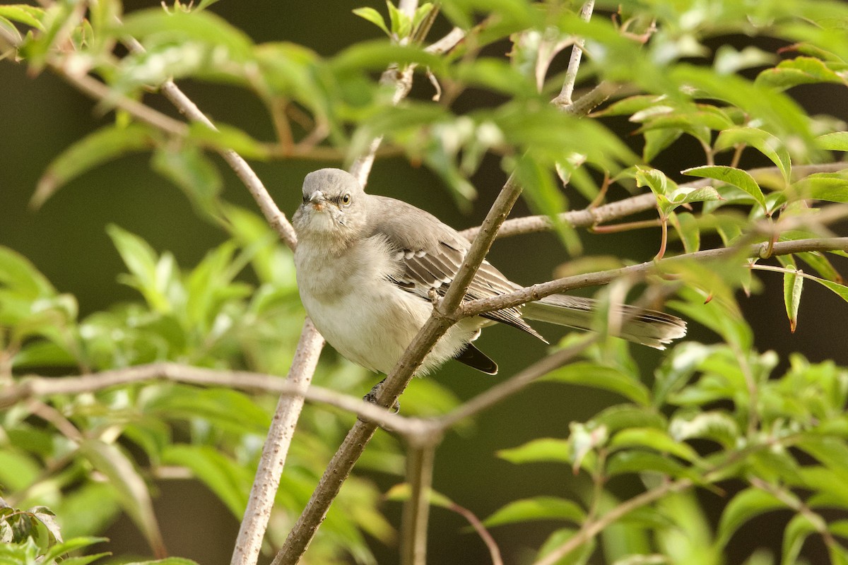 Northern Mockingbird - ML644283154