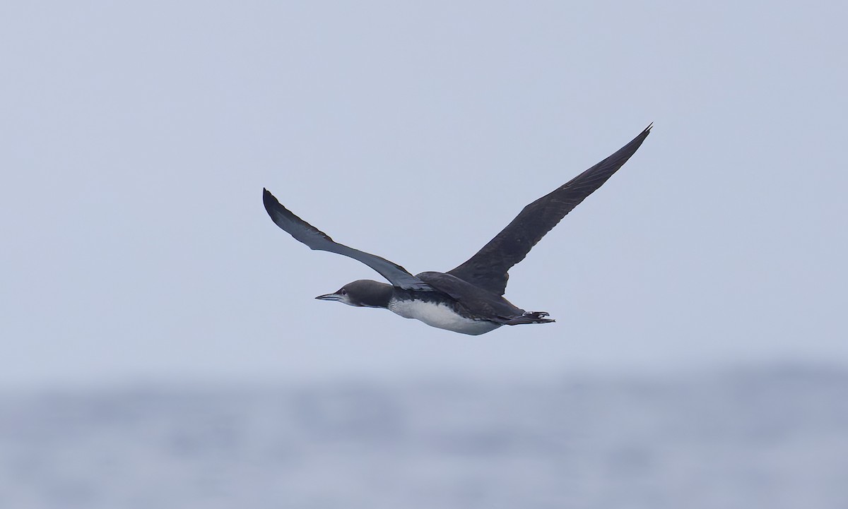 シロエリオオハム - ML644283155