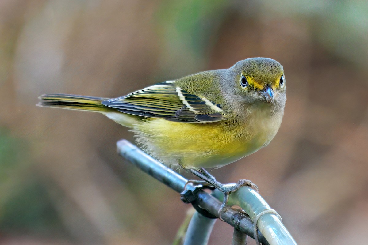 White-eyed Vireo - ML644283158