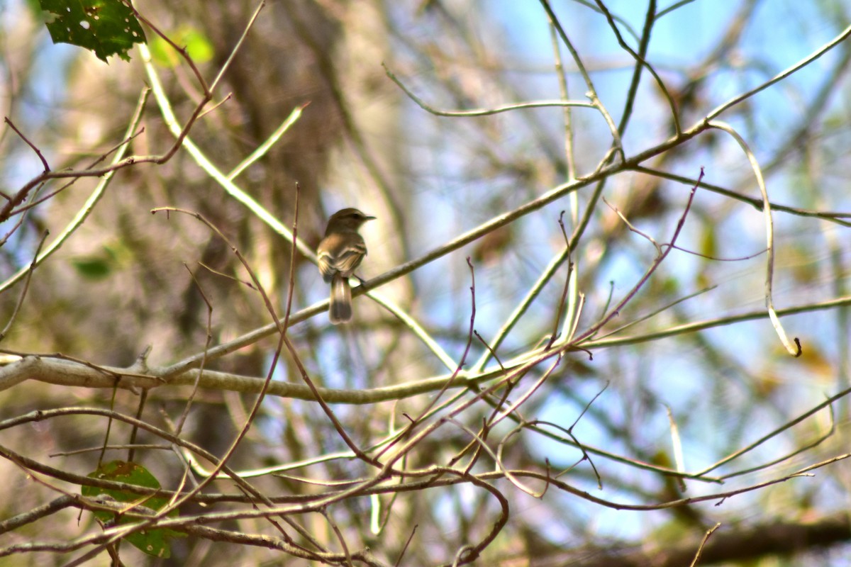 Fuscous Flycatcher - ML644283169