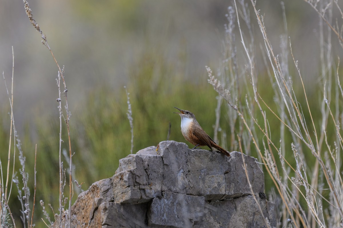 Canyon Wren - ML644283172