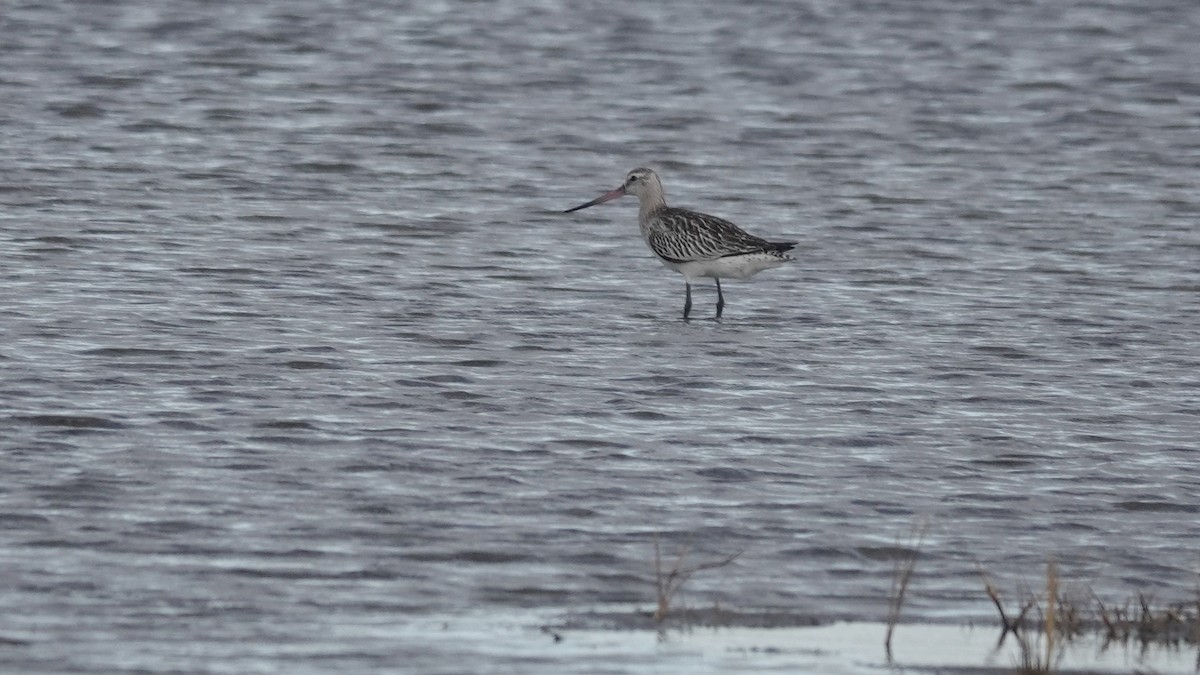 Хурган цууцал - ML644283174