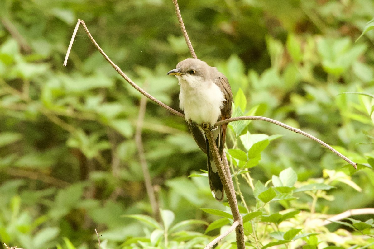 Coulicou à bec jaune - ML644283177