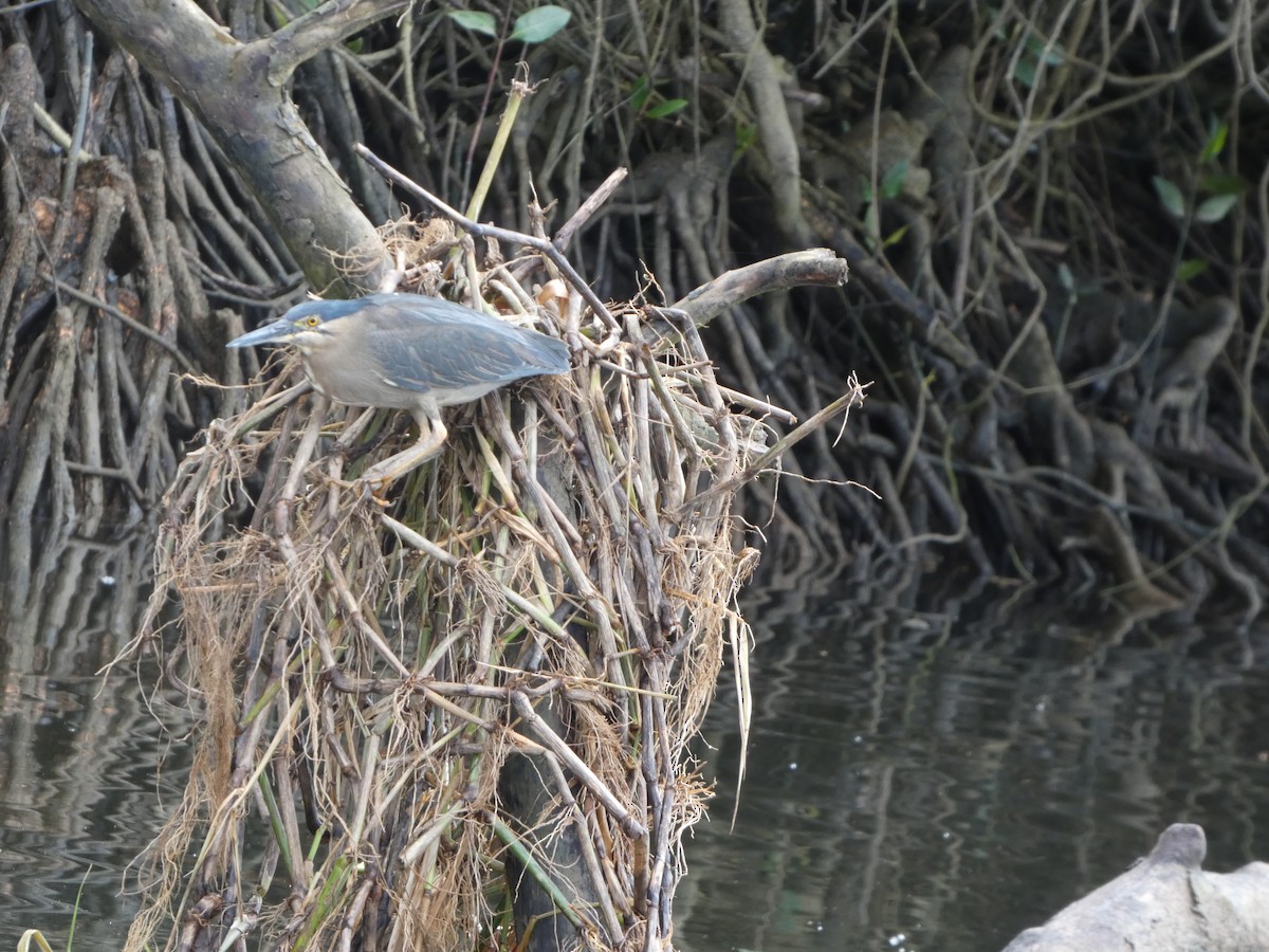 volavka malá - ML644283191