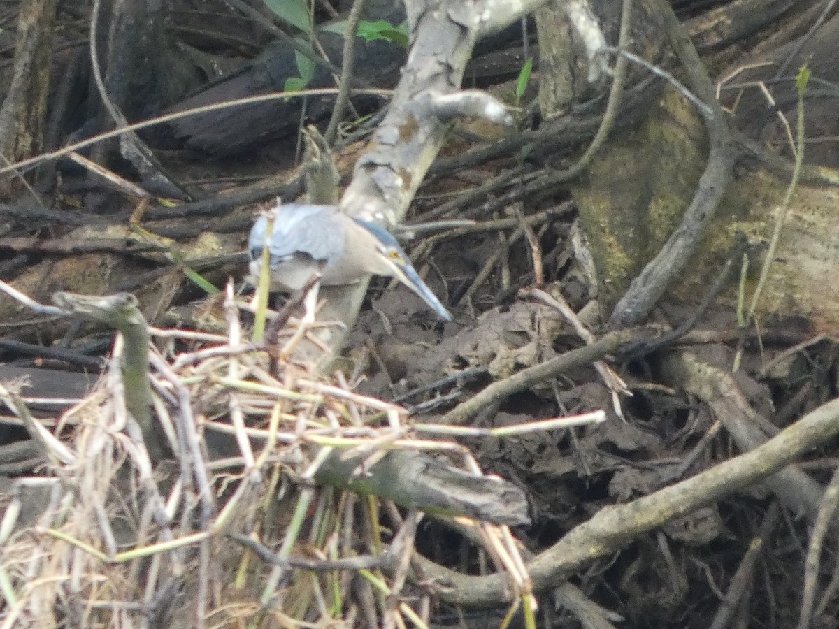 volavka malá - ML644283192