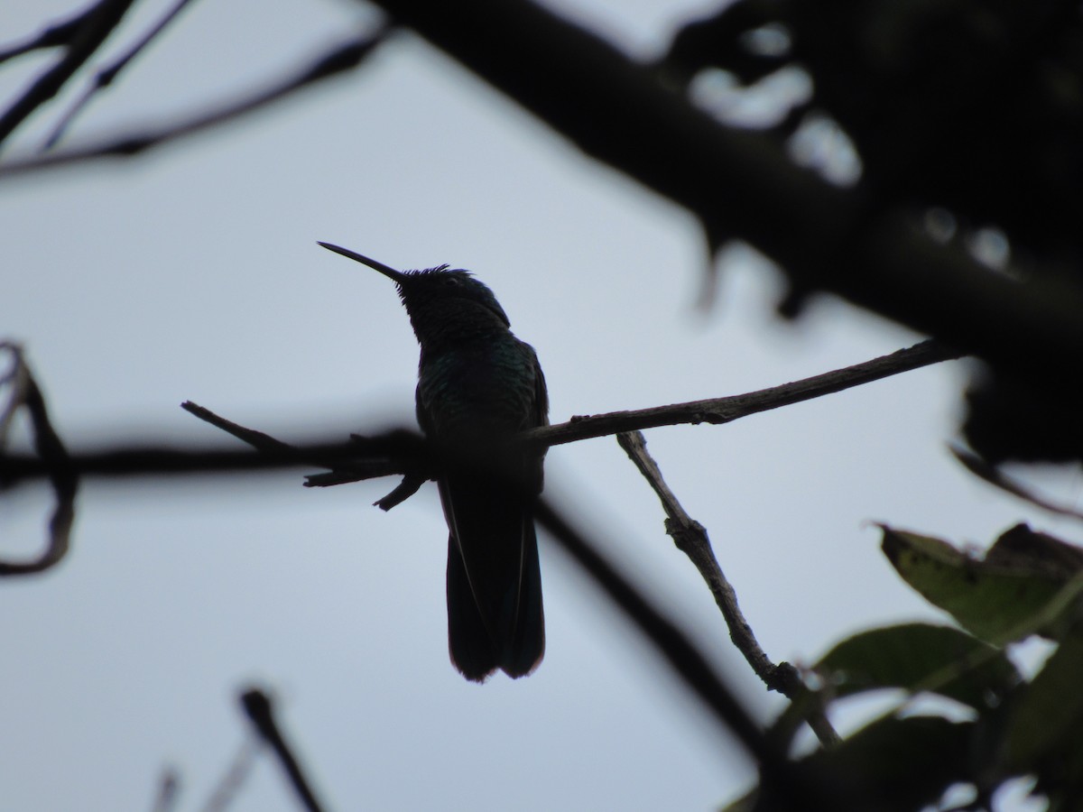 fiolørekolibri - ML644283198