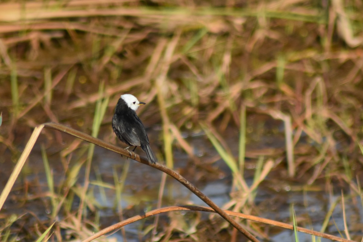 White-headed Marsh Tyrant - ML644283201