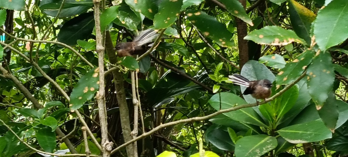 New Zealand Fantail - ML644283210