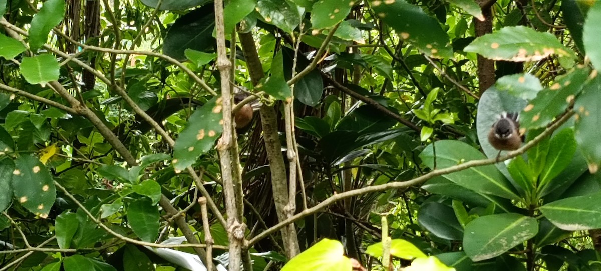 New Zealand Fantail - ML644283217