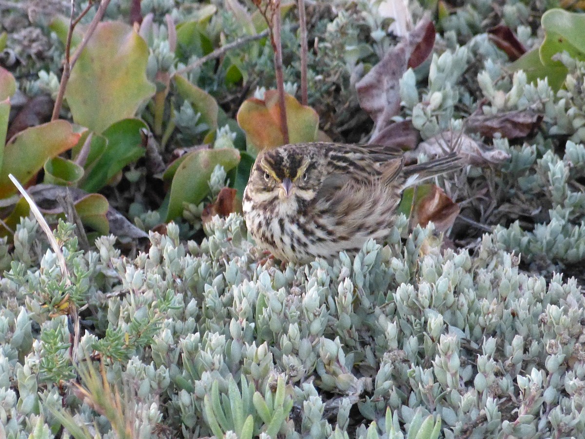 Savannah Sparrow - ML644283219