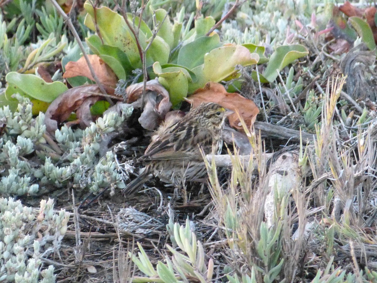 Savannah Sparrow - ML644283220