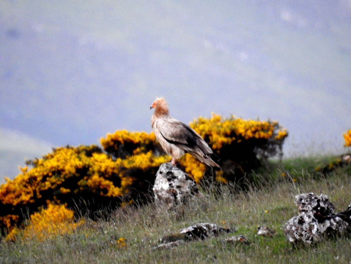 エジプトハゲワシ - ML644283221