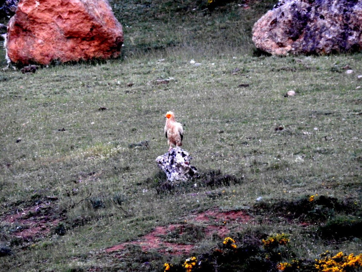 エジプトハゲワシ - ML644283222