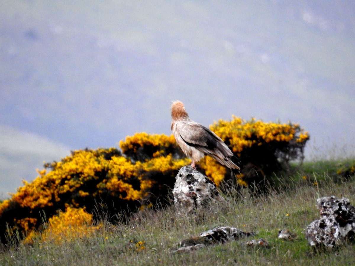 エジプトハゲワシ - ML644283223