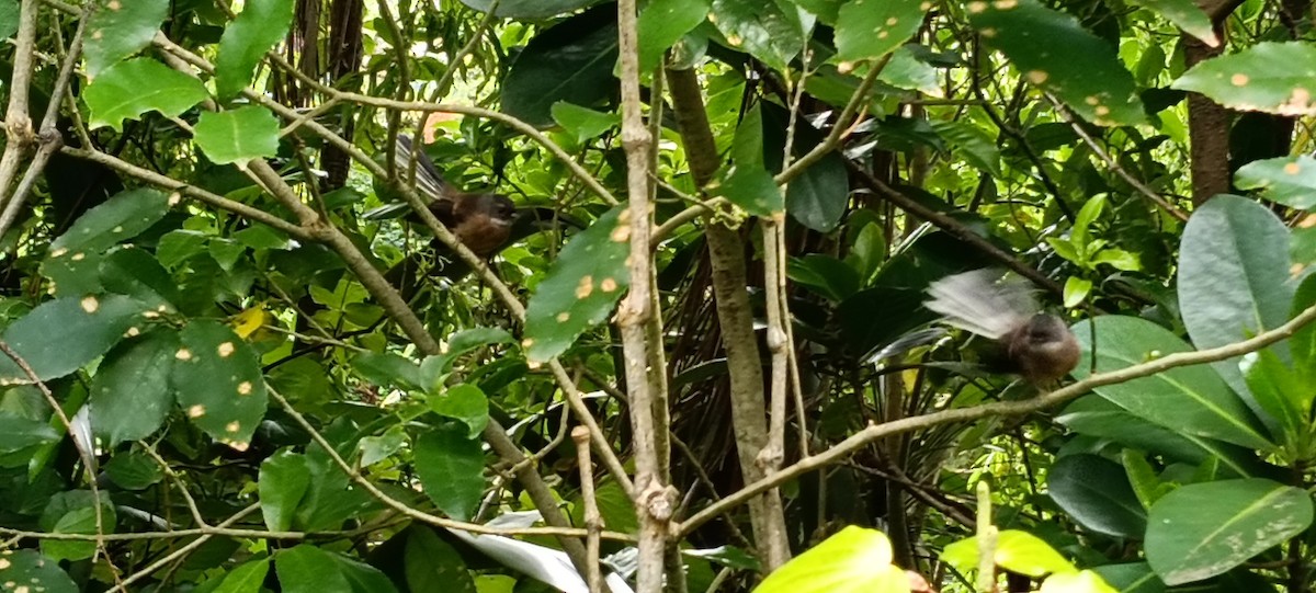 New Zealand Fantail - ML644283228