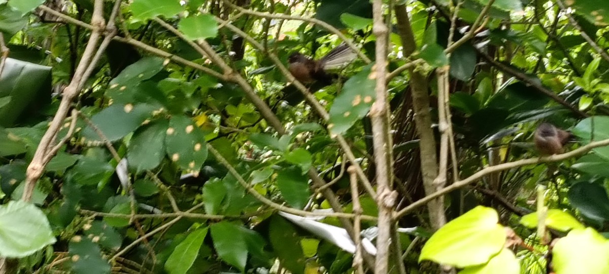 New Zealand Fantail - ML644283229