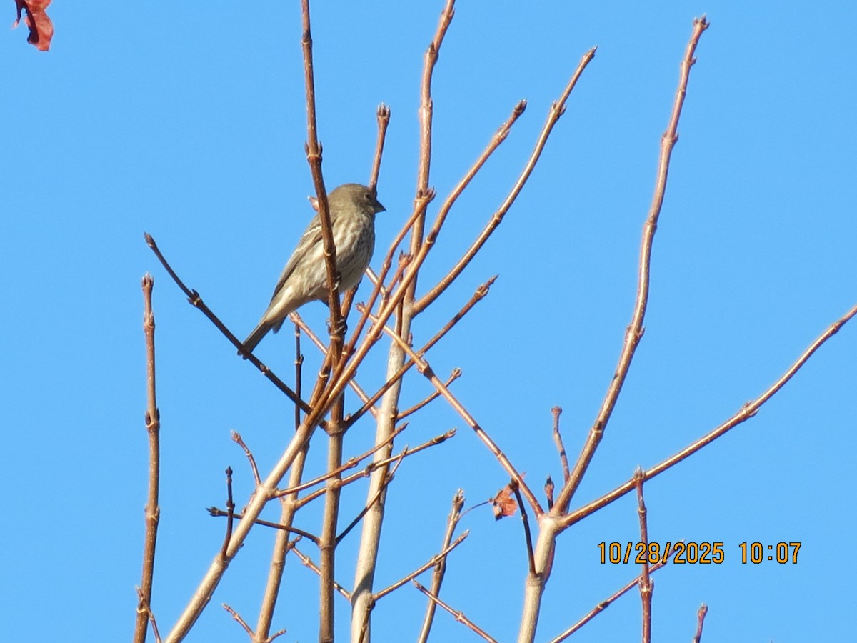 House Finch - ML644283235