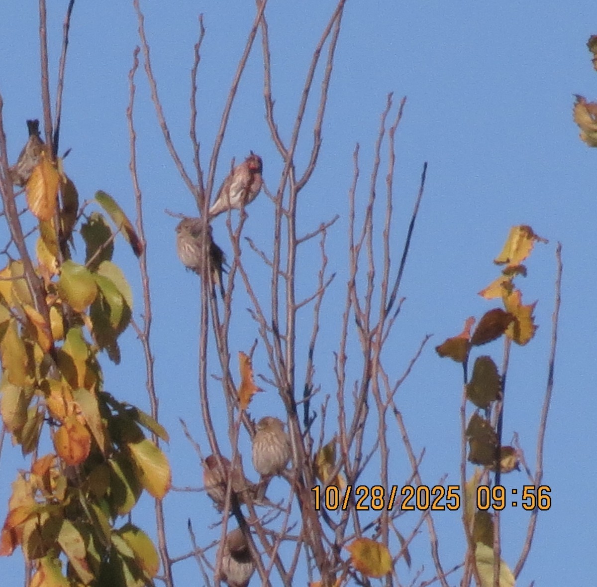 House Finch - ML644283236