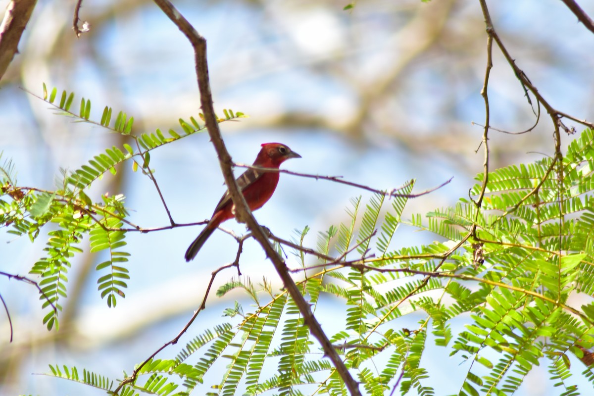 Araguira rougeâtre - ML644283249