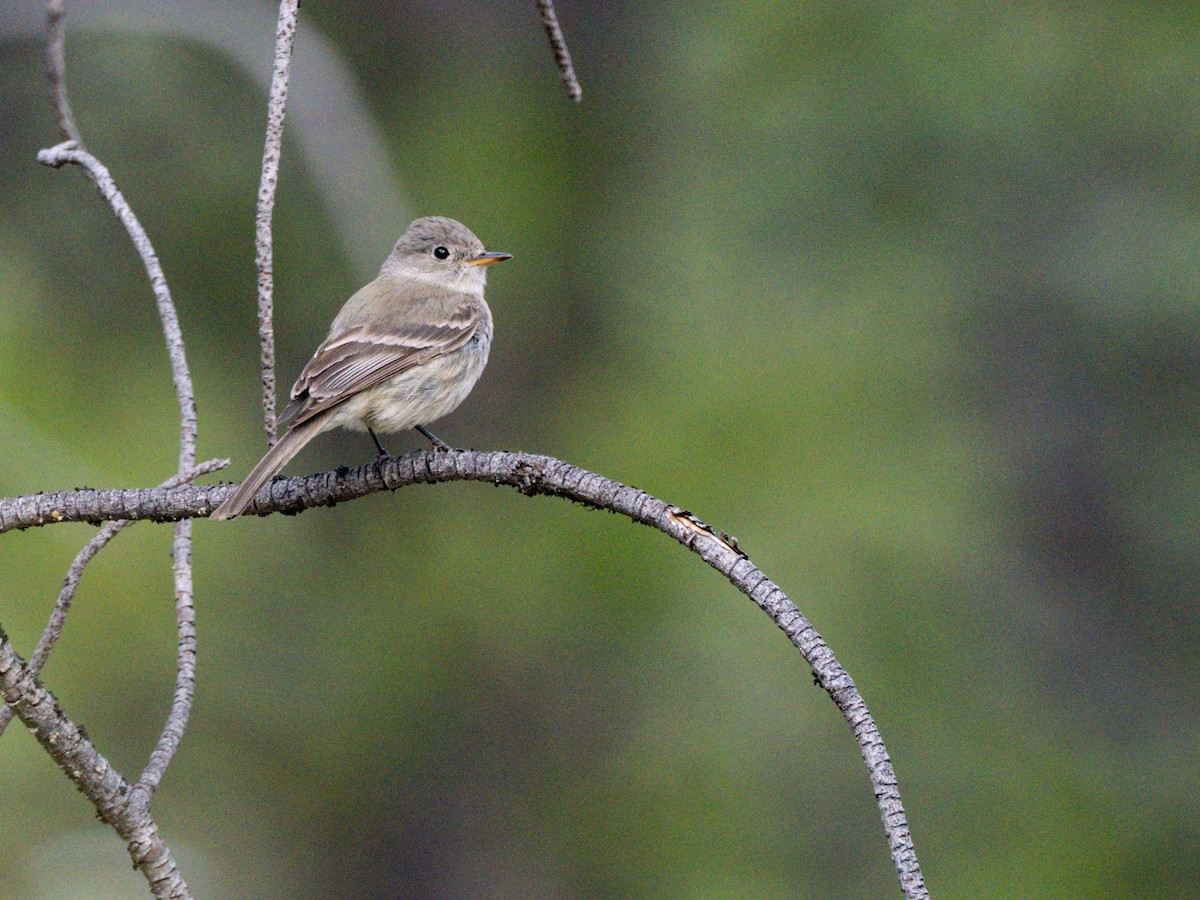 Moucherolle gris - ML644283254