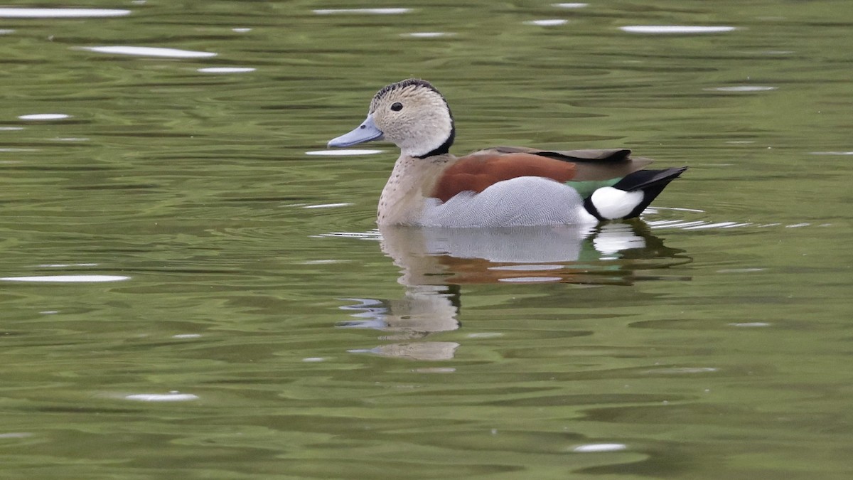 Rotschulterente - ML644283265