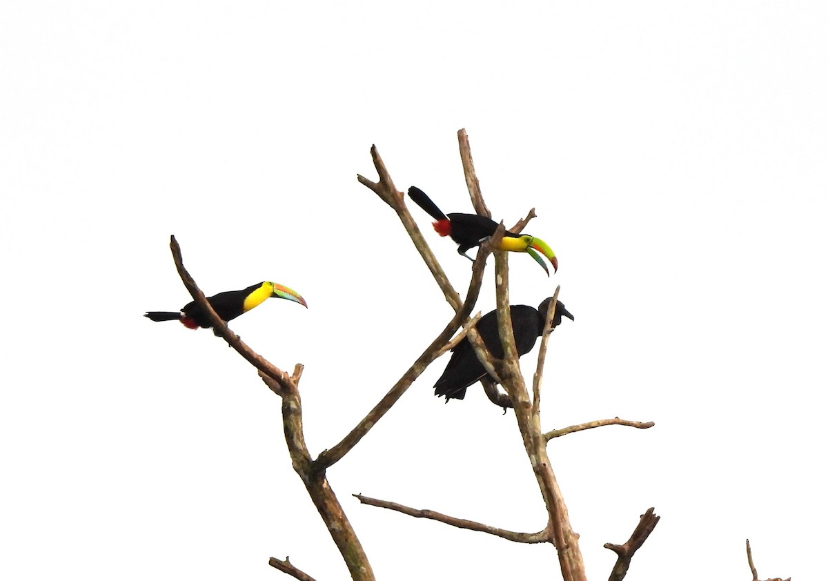 tukan středoamerický - ML644283268