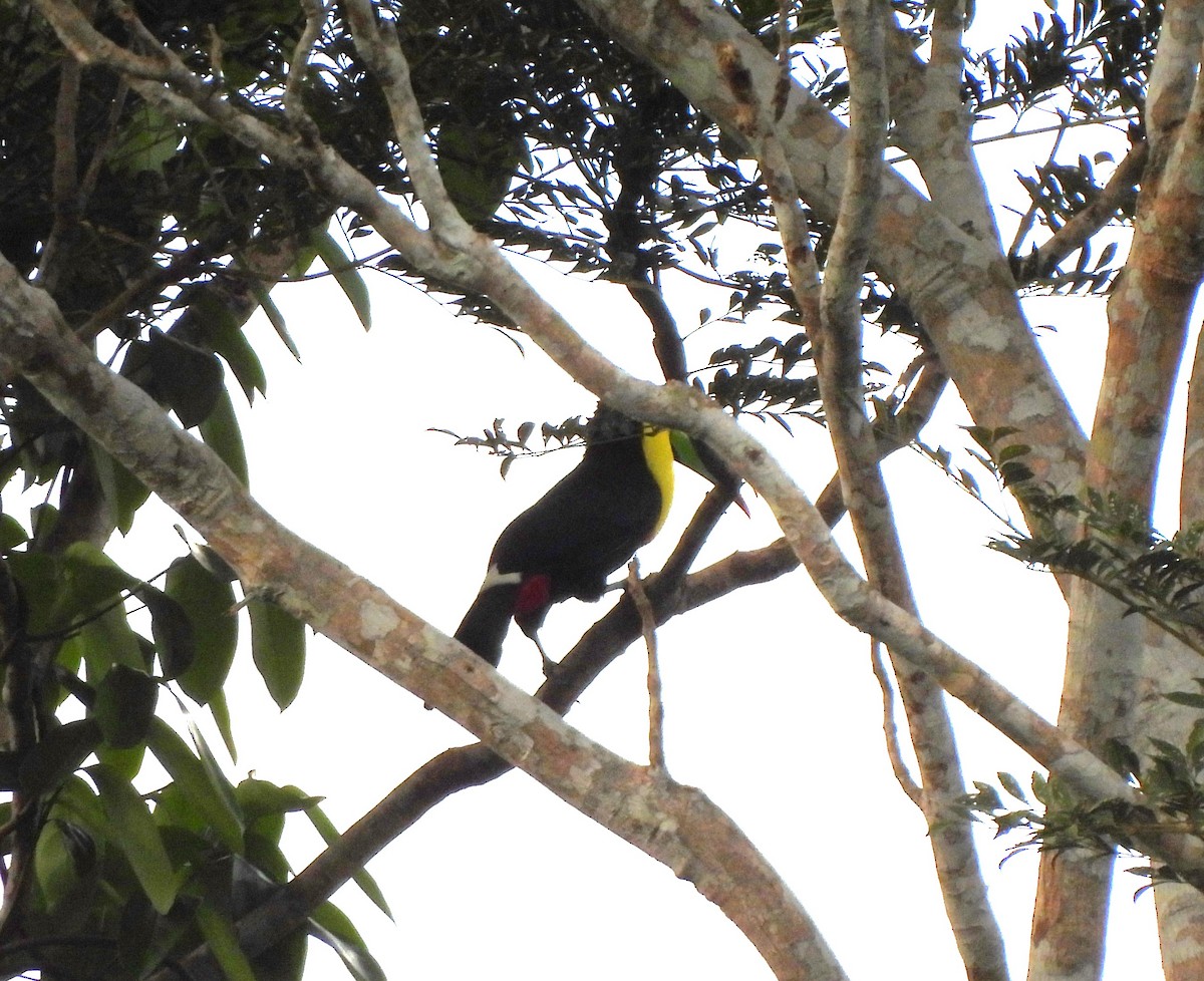 tukan středoamerický - ML644283269