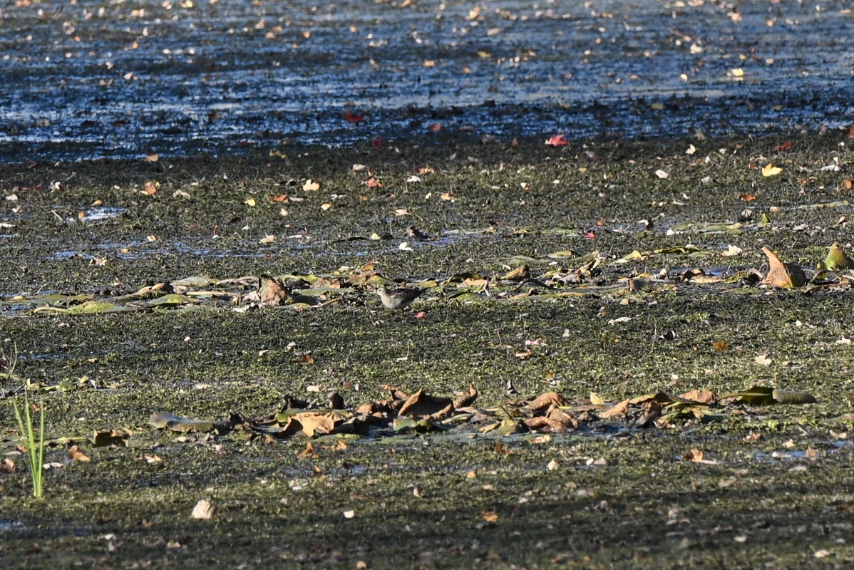 Çizgili Kumkuşu - ML644283281