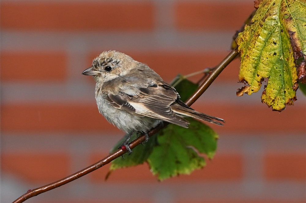 Woodchat Shrike - ML644283295