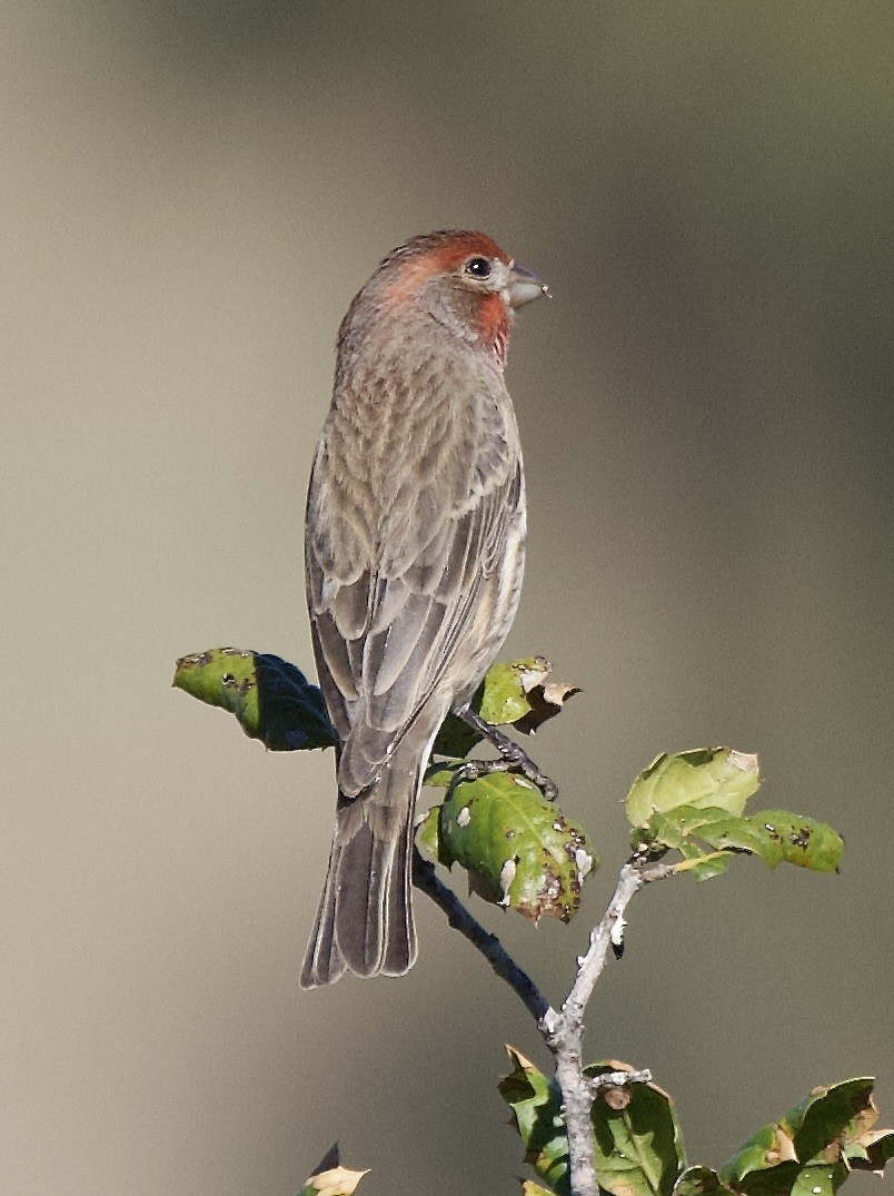 House Finch - ML644283306