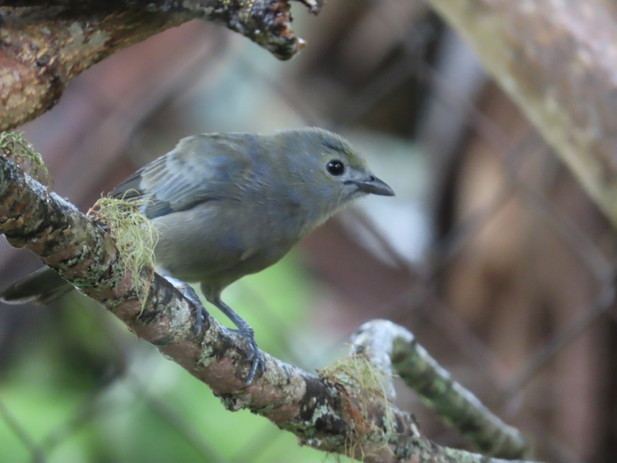 Tangara Palmera - ML644283319